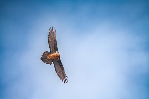 Eagle
